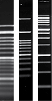 Agarose 11383.jpg